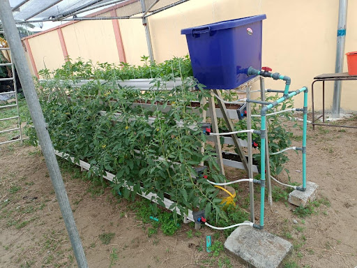 Plants growing on racks with an irrigation system running through it