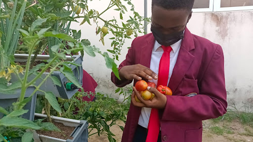Students holding tomatoes next to the STEM Farm.