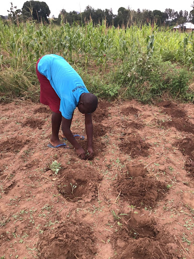 A student bends over to plant kale in a planting hole. The image shows a plot of land with four rows of planting holes. 