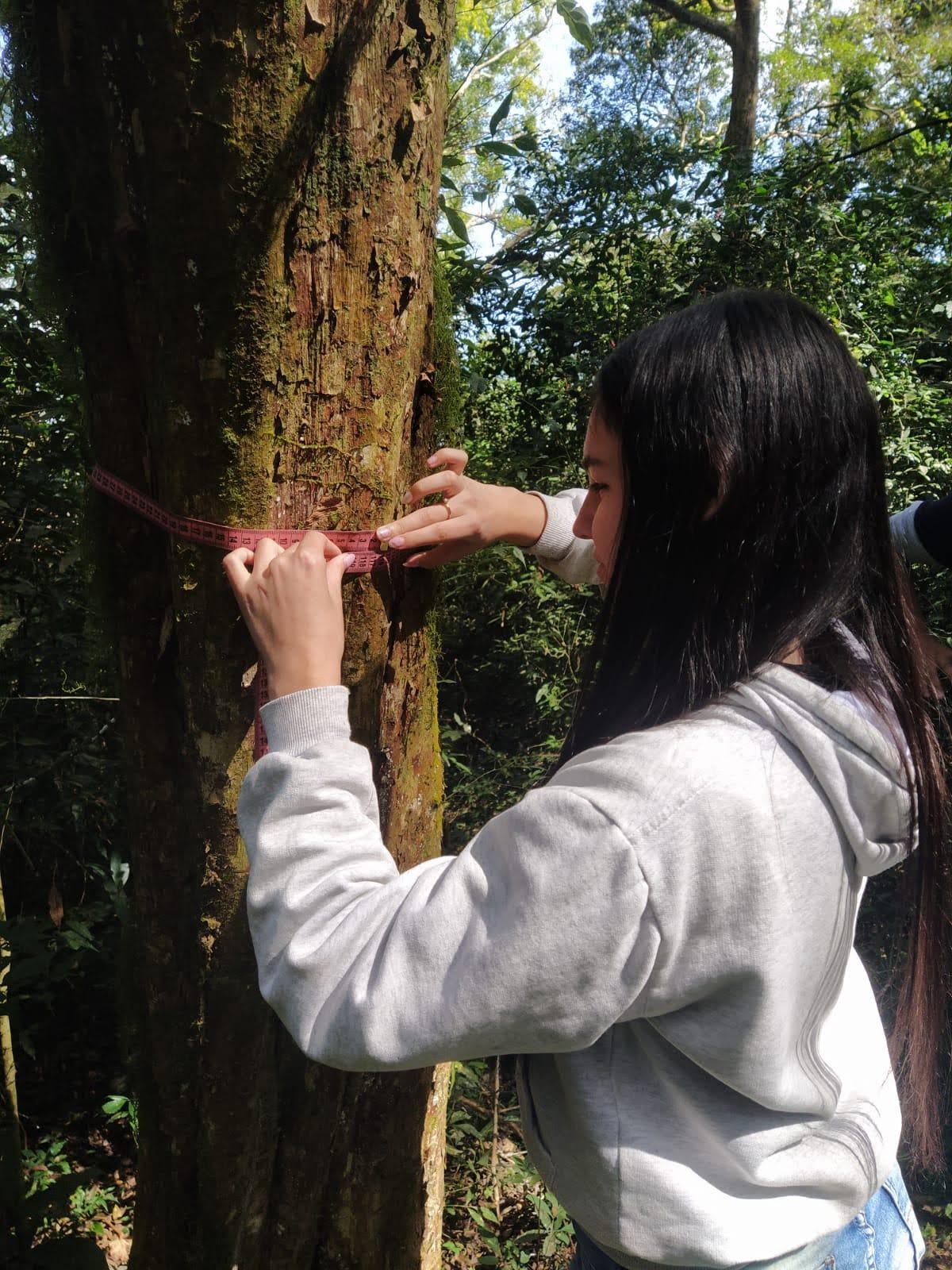 A student measures the circumference of a tree trunk.