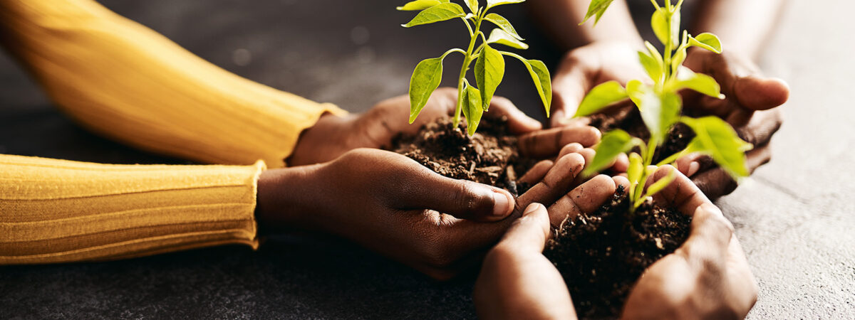 An image of three hands separately holding sprouting plants