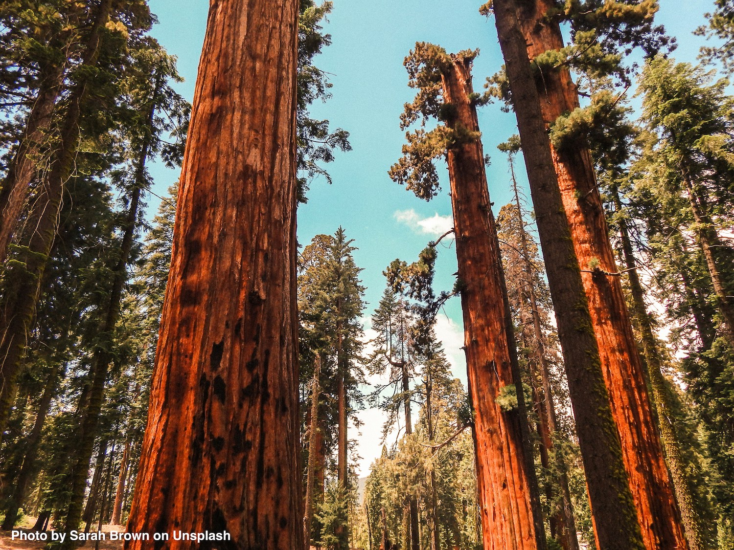 Photo of sequoia trees with a bright blue sky