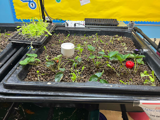 Plants sprouting on a bed of soil in a classroom.