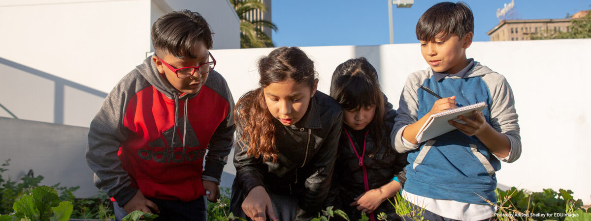 Four elementary students examine plants