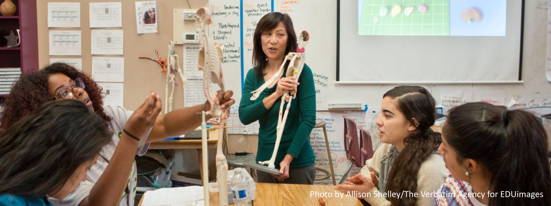 A high school physiology teacher shows students how to create a clay model of the endocrine system.
