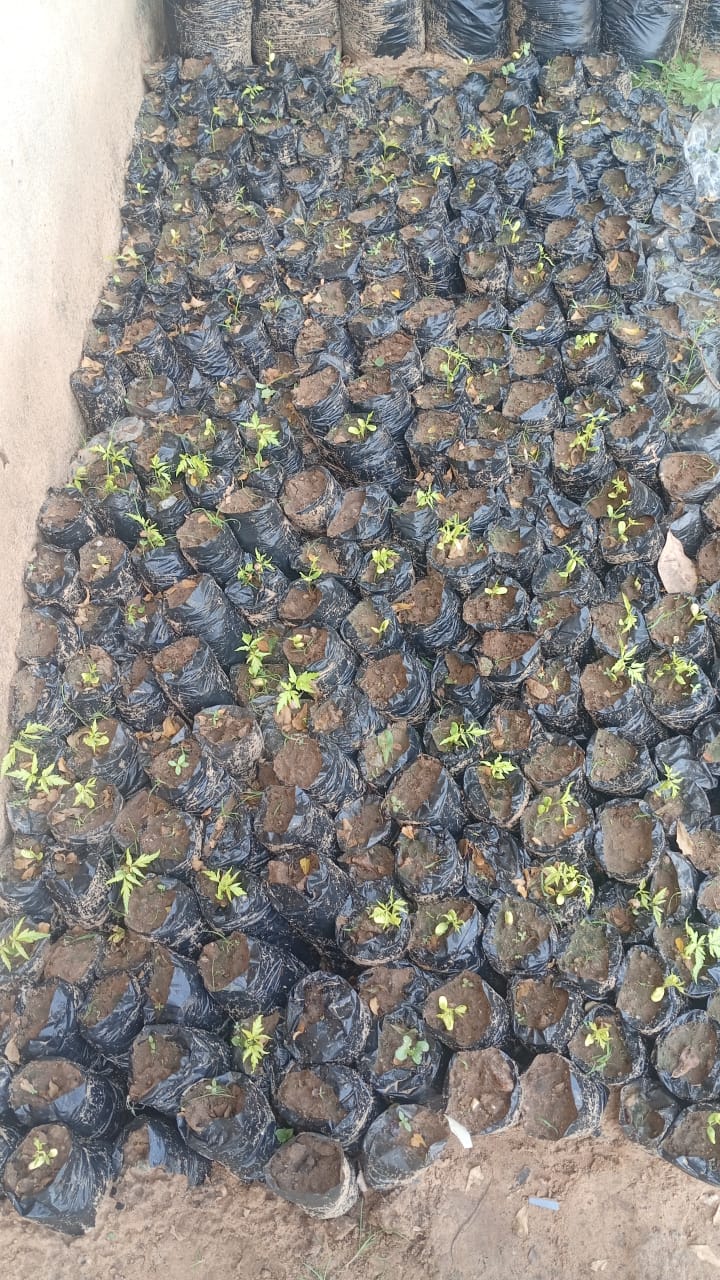 Multiple sprouting plants from the garden initiative.