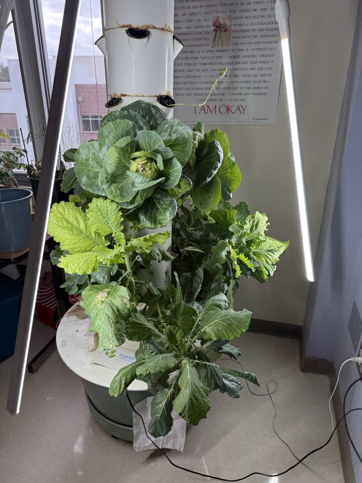 A vertical tower garden planter with leafy green vegetables near a window with grow lights and an 
